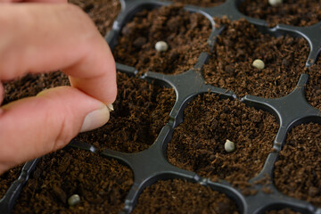Close-up of hand holding seeds over seedling tray, Grow your own vegetables to eat, concept of organic farming
