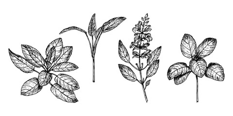 Sage herb vintage sketch drawing collection. Engraved plant illustration for use in wellness, natural cosmetics, culinary herbs, and garden decor. Hand-drawn floral vector clipart isolated on a white