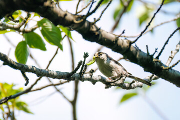 飛び回る可愛いエナガ（エナガ科）の群れ
英名学名：long tailed tit...