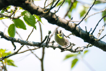 飛び回る可愛いエナガ（エナガ科）の群れ
英名学名：long tailed tit...