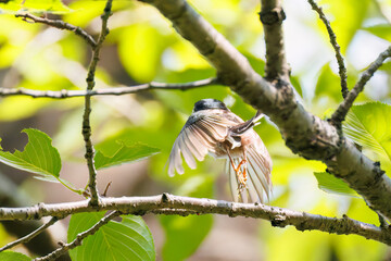 飛び回る可愛いエナガ（エナガ科）の群れ
英名学名：long tailed tit...