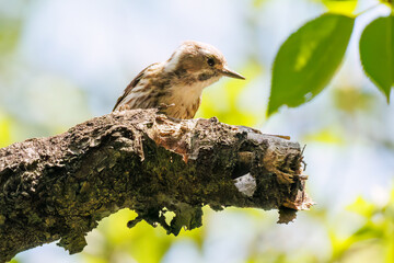 飛び立つ可愛いコゲラ（キツツキ科）
英名学名：Japanese pygmy woodpecker (Dendrocopos kizuki)  
神奈川県横浜市三ツ池公園-2025