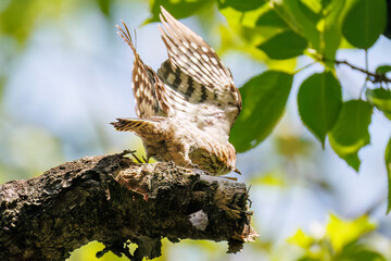飛び立つ可愛いコゲラ（キツツキ科）
英名学名：Japanese pygmy woodpecker (Dendrocopos kizuki)  
神奈川県横浜市三ツ池公園-2025