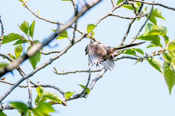 飛び回る可愛いエナガ（エナガ科）の群れ
英名学名：long tailed tit...