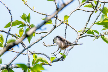 飛び回る可愛いエナガ（エナガ科）の群れ
英名学名：long tailed tit (Aegithalos caudatus)
神奈川県横浜市三ツ池公園-2025
