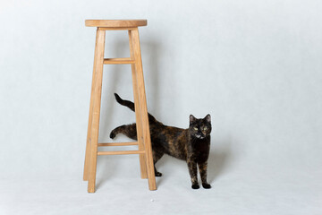 Moody domestic tortoiseshell cat