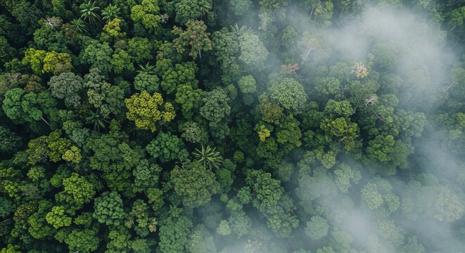 Aerial View of Lush Green Rainforest Canopy with Mist