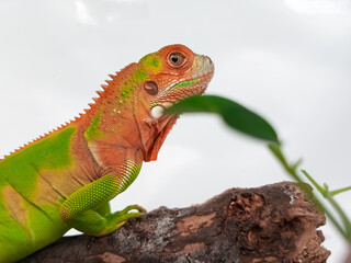 Close up photo of juvenile red green iguana