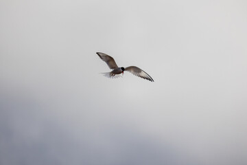Common tern bird flies under gray cloudy sky on a daytime