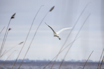A white bird elegantly flies above a wetland area surrounded by tall reeds