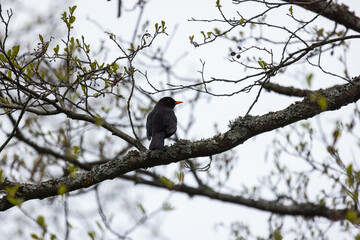 Blackbird resting on a lichen-covered branch amidst budding leaves