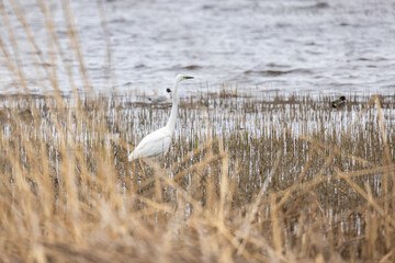 Great white egret walking through dense marshland