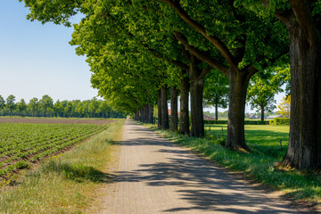 Countryside road landscape in spring, Line of trees trunks with green leaves along the small street, Gelderland province in the centre-east of the country, The border between Netherlands and Germany.