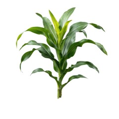 Fototapeta premium Fresh green corn plant with leaves isolated on white background