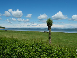 Peaceful view of Jasmund Bodden with bench and striking pruned tree in front of coastal scenery.