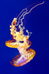 Atlantic sea nettle (Chrysaora quinquecirrha), also called the East Coast sea nettle, floating in open blue water.