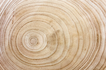 Cernes de bois