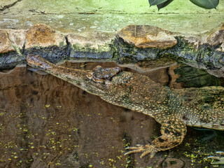 Slender-snouted crocodile, Mecistops cataphractus, lurks for prey near the shore with its tail partially exposed