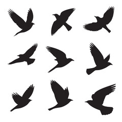 Obraz premium bird in flight silhouette set, Black & White silhouette set 