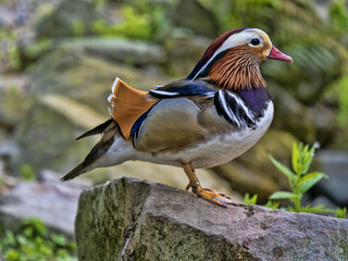 Mandarin Duck, Aix galericulata, standing on a boulder and observing the surroundings