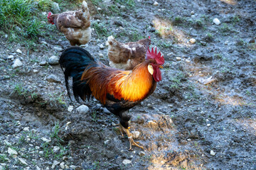 Rooster and chickens in a natural farm 
