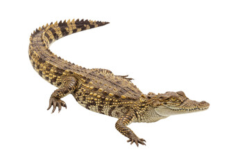 Naklejka premium Close-up view of a small crocodile in profile.