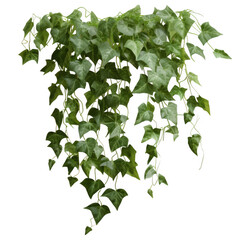 Hanging ivy plant on a black background