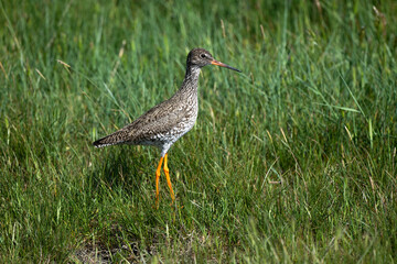 Chevalier gambette,.Tringa totanus, Common Redshank