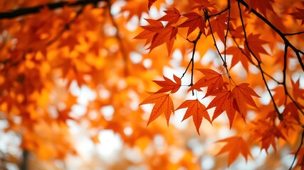 Autumn's Embrace Vibrant Maple Leaves in the Golden Sunlight