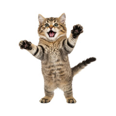 Obraz premium Cheerful kitten figure, set against a lively abstract backdrop, shows a joyful expression.