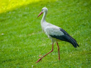 Fototapeta premium Stork walking on a green lawn close up