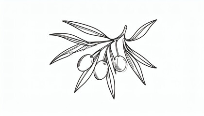 Hand Drawn Olive Branch Illustration for Natural and Elegant Design Elements