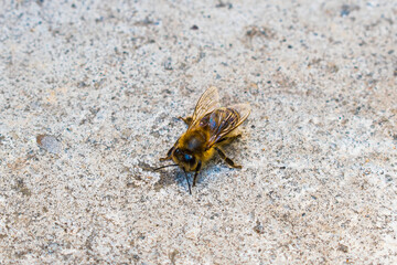 Close-up of a honey bee on rough concrete surface, macro. Ideal for educational use, nature blogs, environmental campaigns, and insect-related science articles.