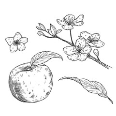 Vector Sketch Peach decorative set. Hand Drawn Botanical Illustrations. Black and white with line art isolated on white backgrounds. Fruits drawings.