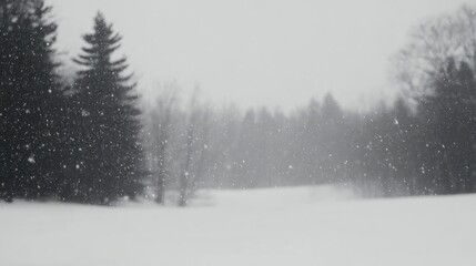 Fototapeta premium Snowy Winter Woods