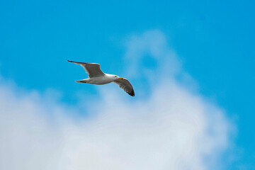Gabbiano in volo