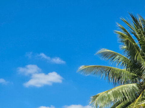 Bright blue sky with soft white clouds and a tropical coconut palm tree on the right. A serene, sunny day capturing the essence of summer, relaxation, and tropical vacations.