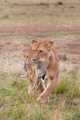 Lion