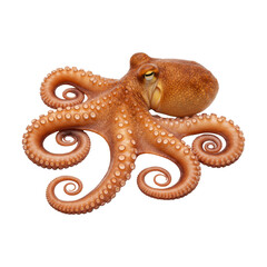 Obraz premium Detailed, high-resolution image of a brown octopus, with its tentacles curved and resting on a black backdrop. The focus is on the creature's texture and features.
