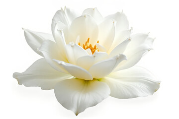 Elegant First Communion Invitation Template – White Floral Border with Copy Space