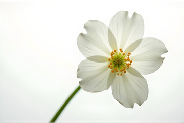 Elegant First Communion Invitation Template – White Floral Border with Copy Space
