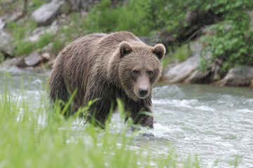Grizzly bear wades through shallow stream in lush green forest during a rainy day
