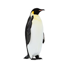 Single penguin in profile, facing to the right, against a muted, pale background.  The penguin's plumage is prominently displayed.