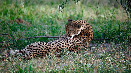 Female cheetah relaxing in the shade