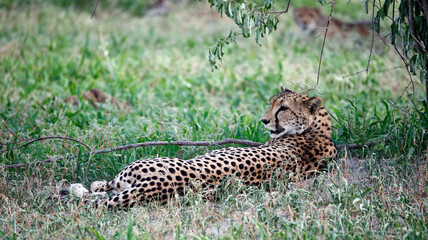Obraz premium Female cheetah relaxing in the shade