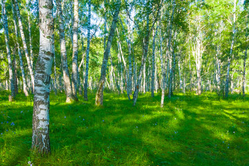 green wide birch tree grove with fresh grass