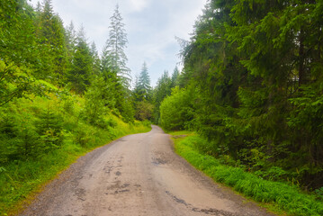 ground road through the green fir forest