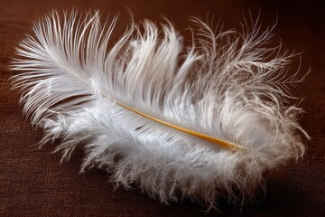 Soft white feather resting on a textured brown surface in natural light