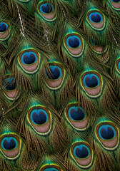 Mesmerizing close up captures the intricate details of a peacock's stunning feathers.