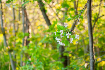 Delicate cherry blossoms in verdant spring forest setting with soft sunlight filtering through the lush green foliage